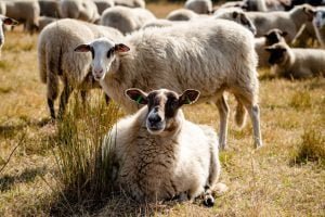 Landschapskudde schapen